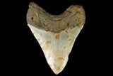 Fossil Megalodon Tooth - North Carolina #124669-2